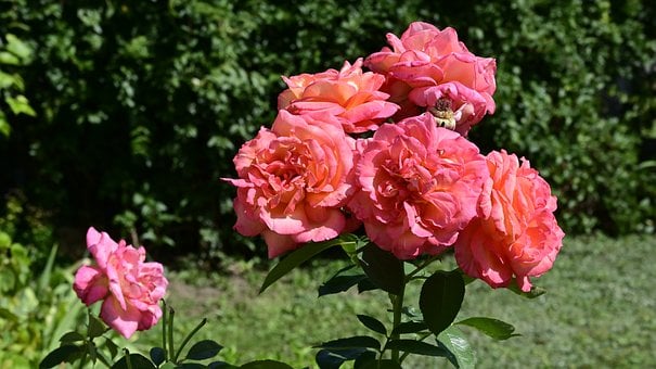Free Roses Pink photo and picture