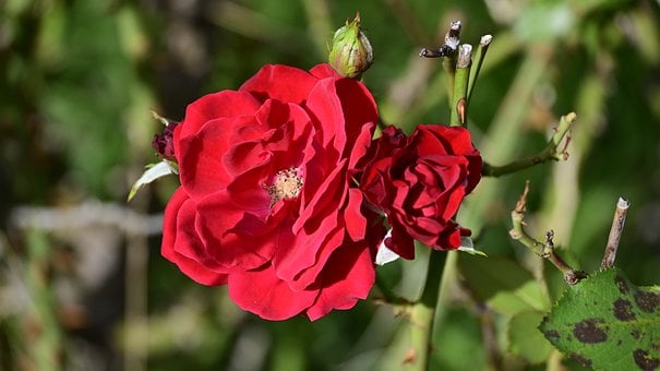 Free Rose Red photo and picture