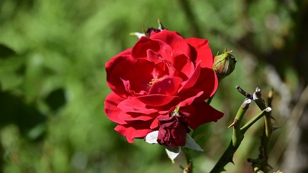 Free Rose Red photo and picture