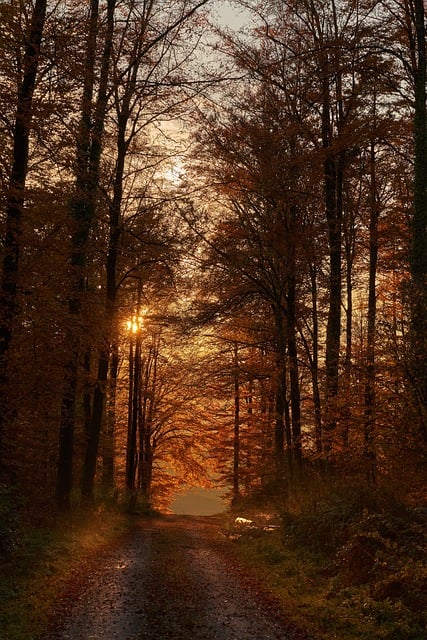 Las, Ciemność, Jesień, Ścieżka, Słońce