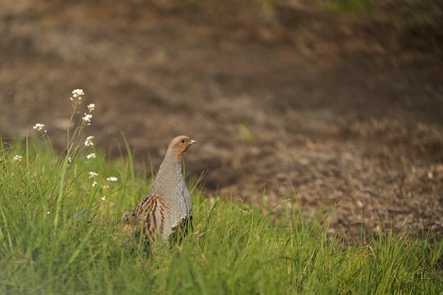 Free Partridge Meadow photo and picture