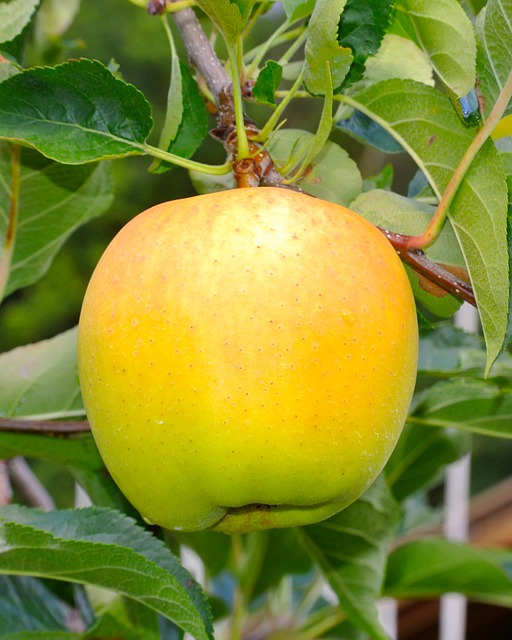 Free Apple Fruit photo and picture