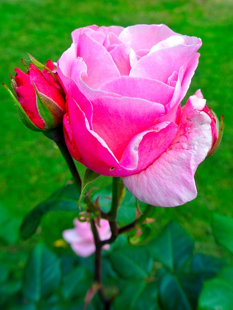 Free Rose Flower photo and picture
