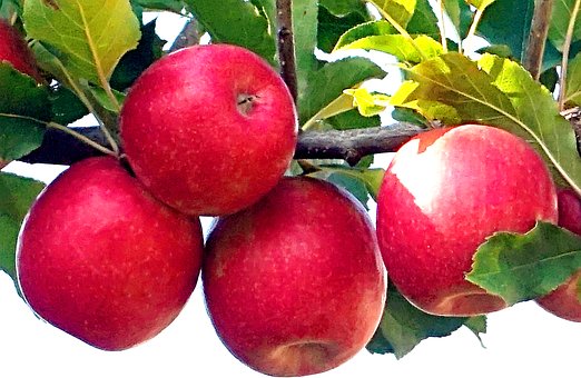 Free Apples Fruit photo and picture
