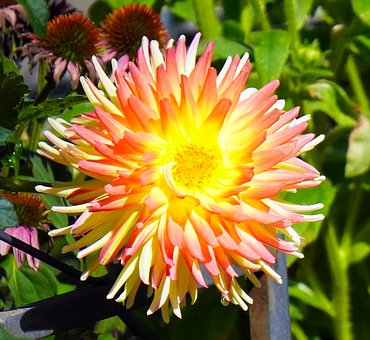 Free Dahlia Nature photo and picture