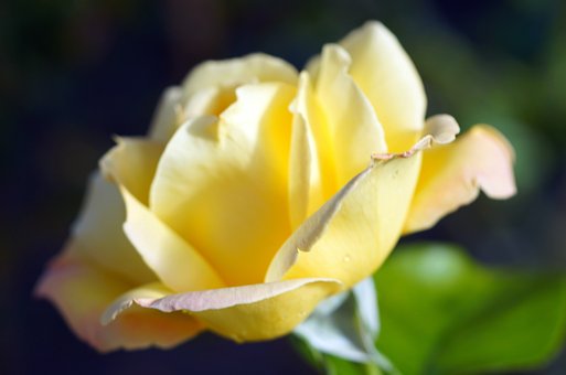 Free Yellow Rose Flower photo and picture