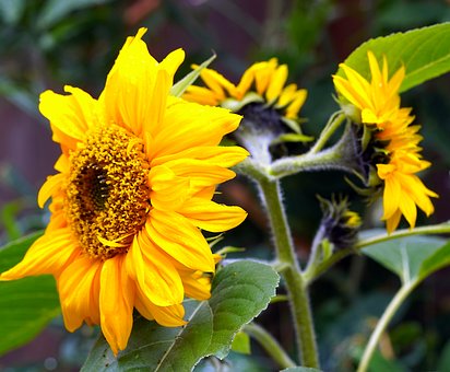 Free Sunflower Yellow photo and picture