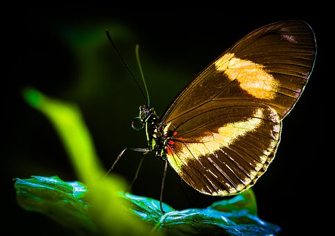 Borboleta Maracujá, Borboleta