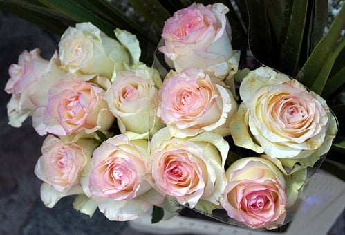 Free Roses White And Pink photo and picture
