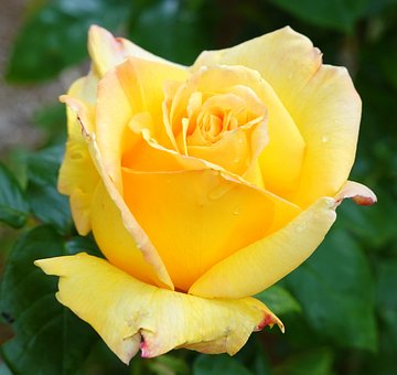 Free Yellow Rose Flower photo and picture