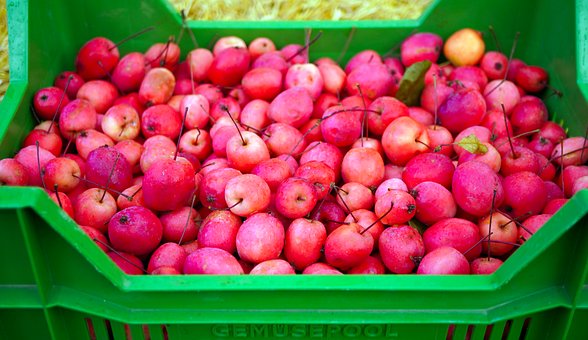 Free Apples Fruits photo and picture