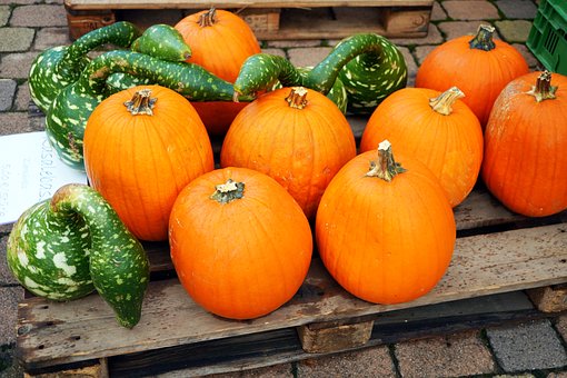 Free Pumpkin Vegetable photo and picture