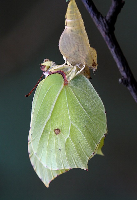 Žluťásek, Příroda, Hmyz, Fauna, Křídla