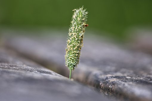 Free Detail Macro photo and picture