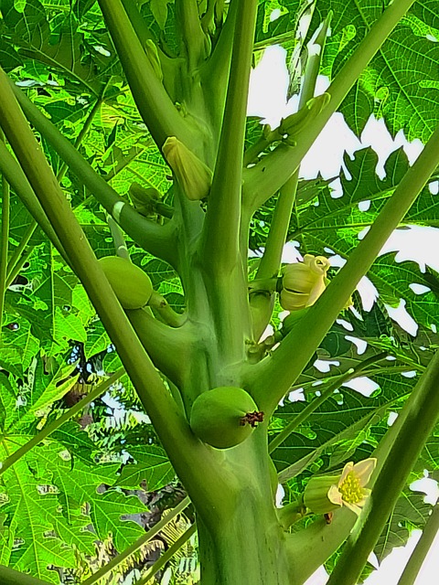 Free Papaya Papaya Tree photo and picture