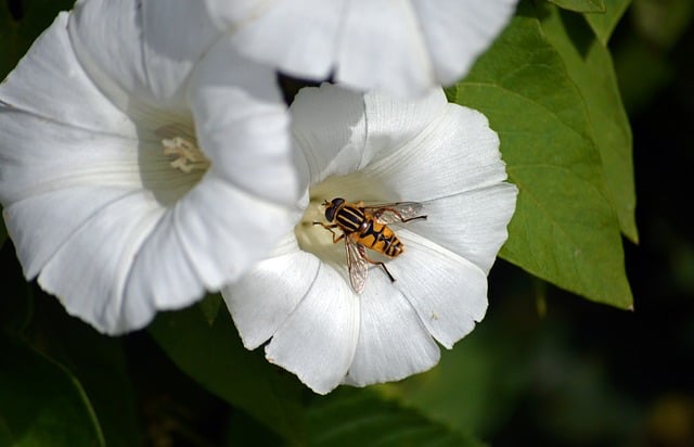 Download free HD stock image of Insect Fly Free Insect Fly photo and picture