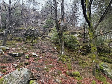 Free Forest Trees photo and picture