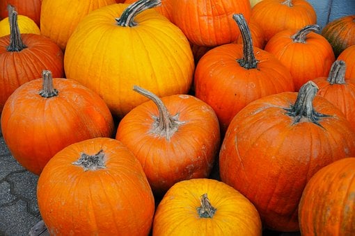 Free Pumpkin Autumn photo and picture