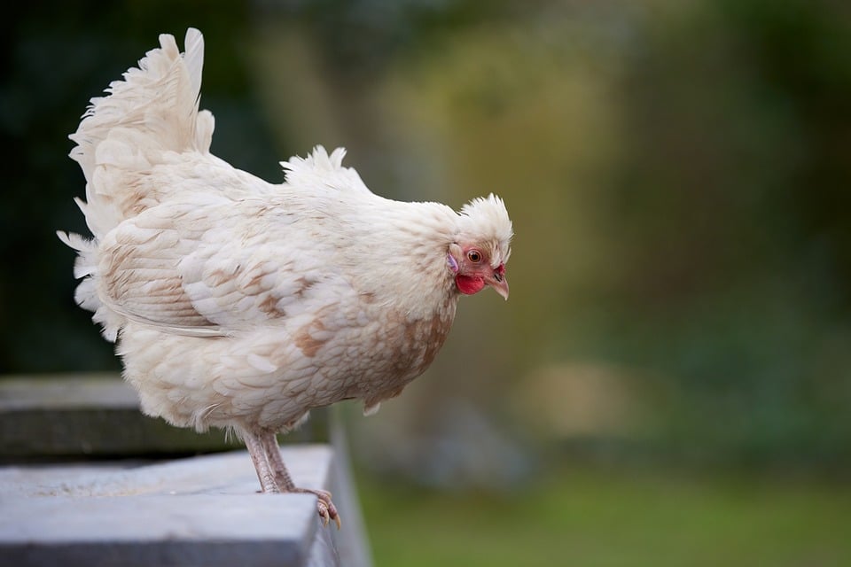 chicken-hen-bird-free-photo-on-pixabay