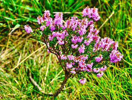 Free Heather Meadow photo and picture