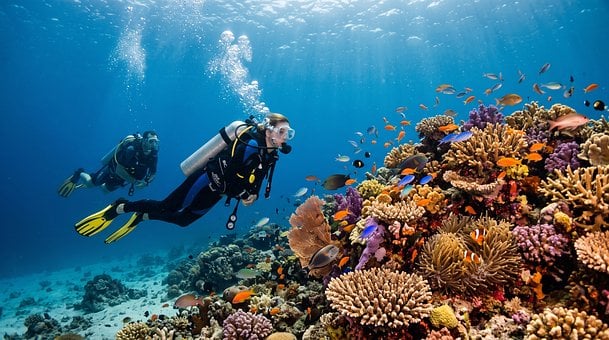Free Diving Coral Reef illustration and picture