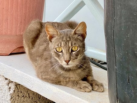 Katze, Haustier, Portrait, Tier, Augen