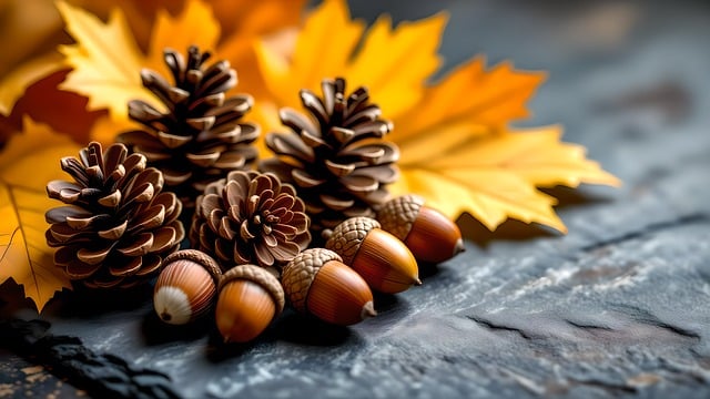 Free autumn pinecone acorn illustration