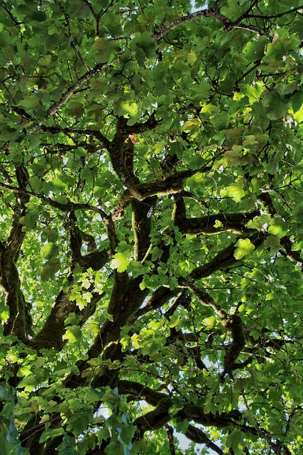 Free Tree Leaves photo and picture