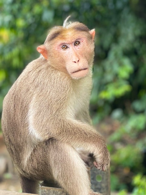 Free Monkey Wildlife photo and picture