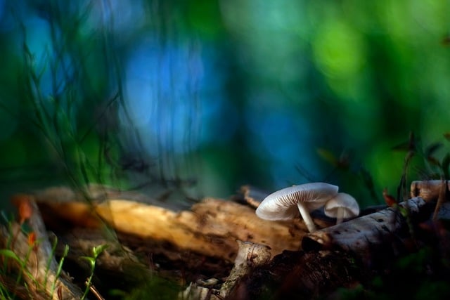 Pilz, Wald, Natur, Fruchtkörper