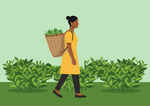 Free Tea Picker vector and picture