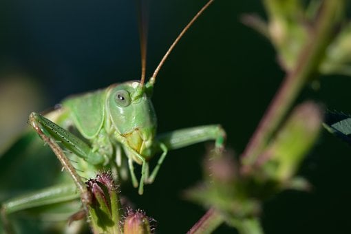 Free Grasshopper Green photo and picture