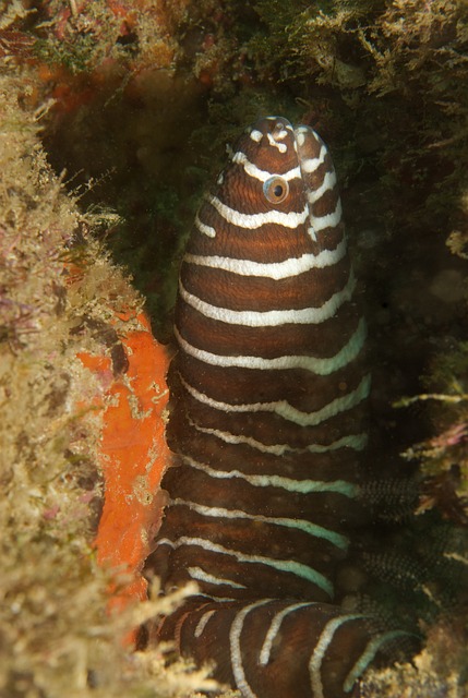 Free Zebra Moray Eel photo and picture