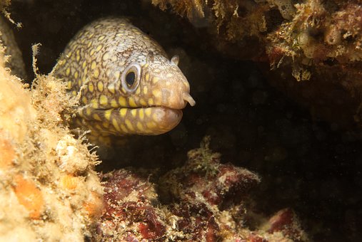 Free Eel Ocean photo and picture