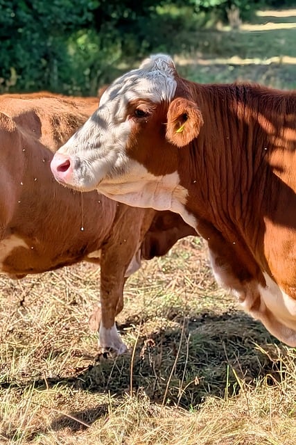 Free Cow Red Cattle photo and picture
