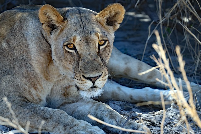 Løve, Botswana, Afrika, Natur, Vill, Dyr