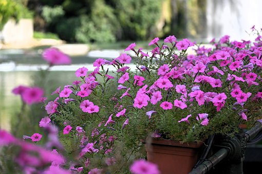 Free Pink Flowers Nature photo and picture