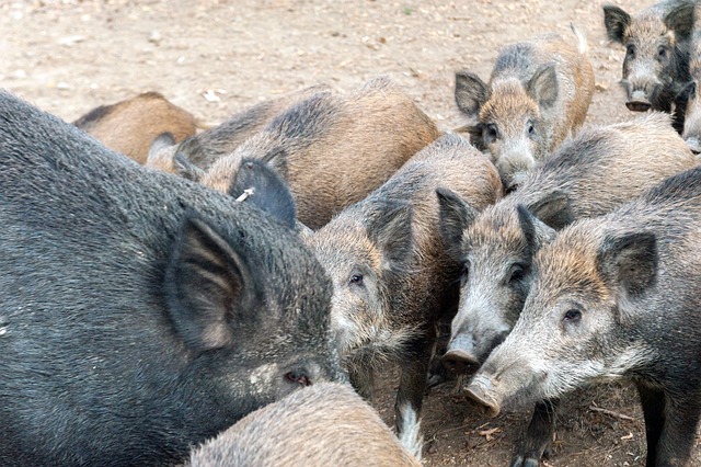 Free Wild Boars Wild Pig photo and picture