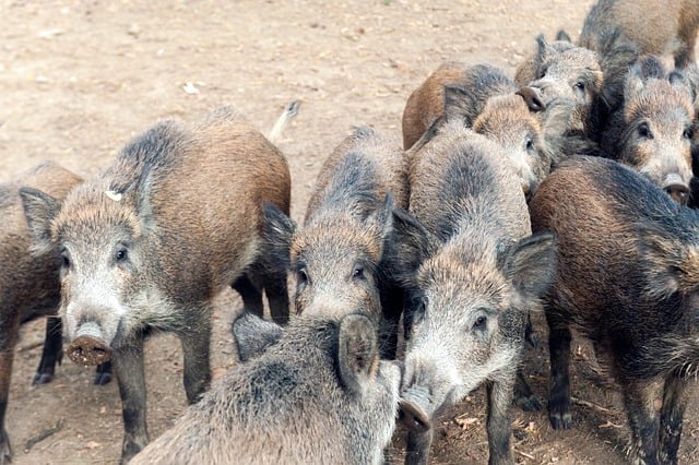 Free Wild Boars Herd photo and picture