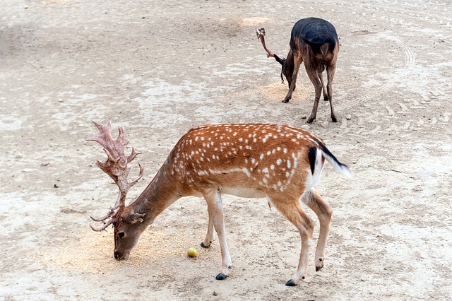 Free Wildlife Park Fallow Deer photo and picture