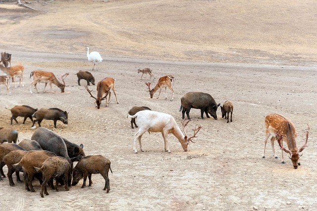 Free Animals Nature photo and picture