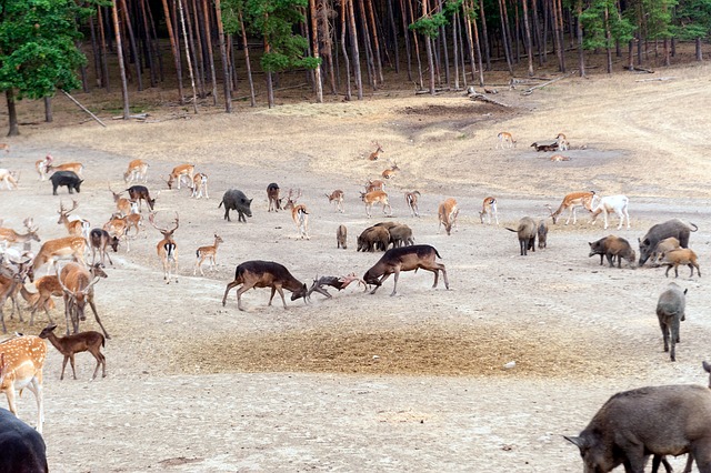 Free Animals Nature photo and picture