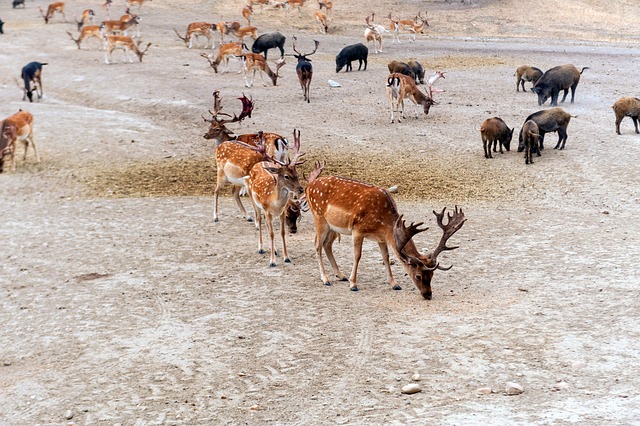 Free Wildlife Park Fallow Deer photo and picture