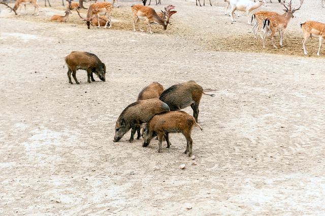 Free Wild Boars Fallow Deer photo and picture