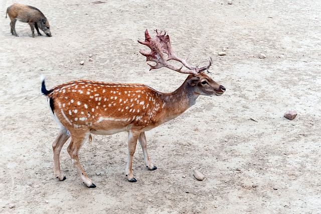 Free Fallow Deer Wild Boar photo and picture