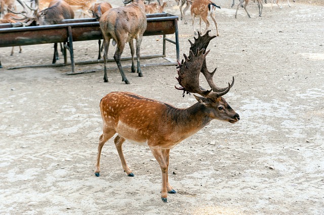 Free Fallow Deer Forest photo and picture
