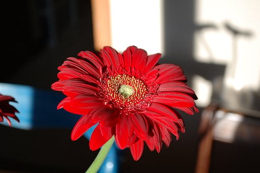 Free Flower Gerbera photo and picture