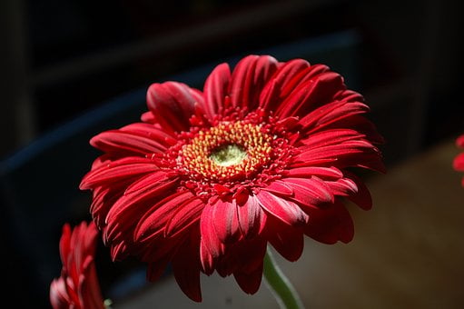 Free Flower Gerbera photo and picture
