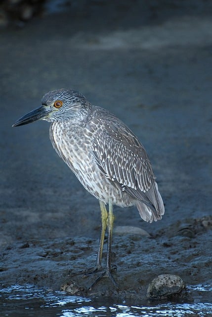 Free Young Bird Black-Crowned Night Heron photo and picture