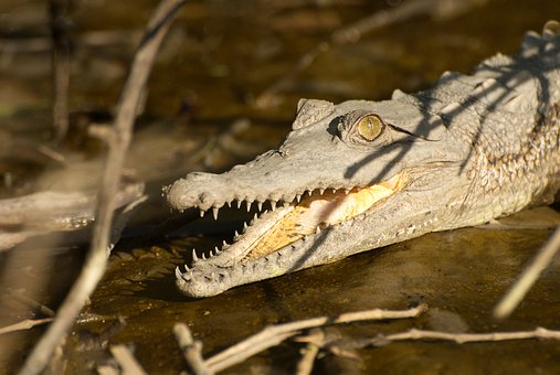 Free Young Crocodile photo and picture